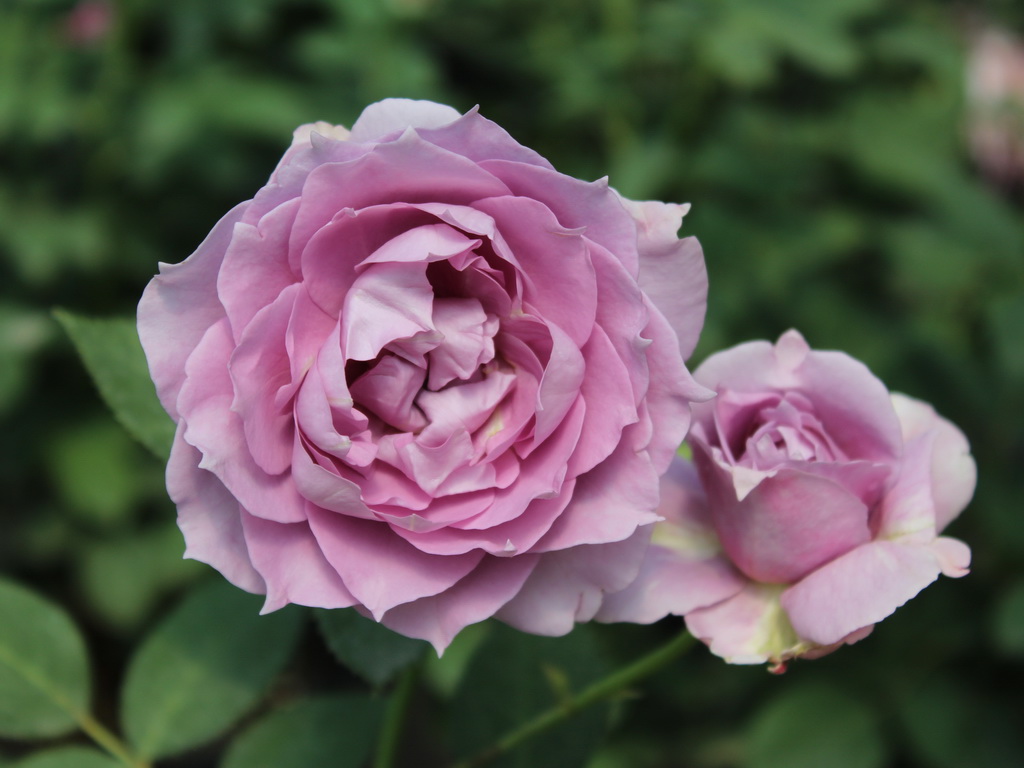 Роза флорибунда `Novalis`® MARCHENROSEN